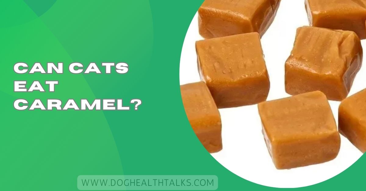 Can Cats Eat Caramel?