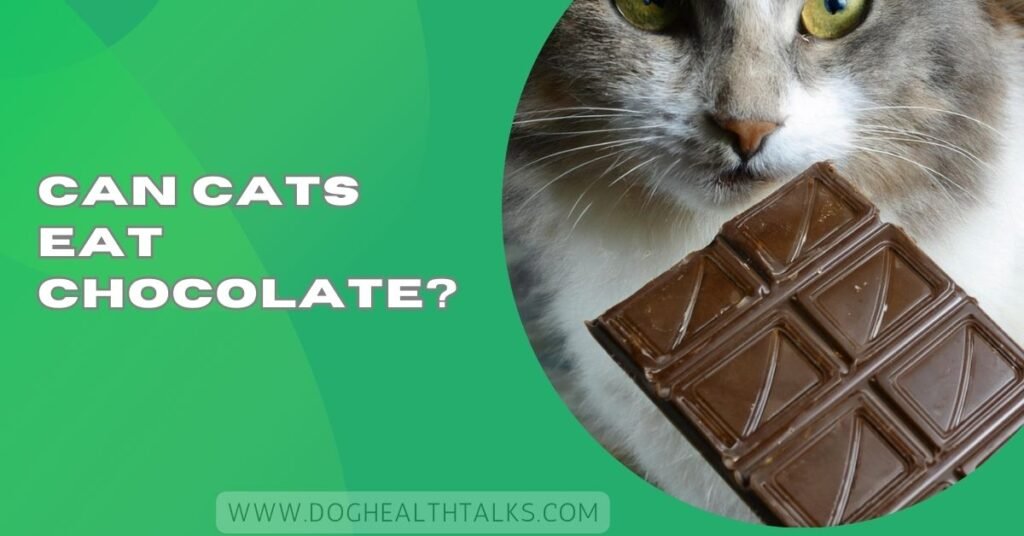 Can Cats Eat Chocolate