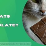 Can Cats Eat Chocolate