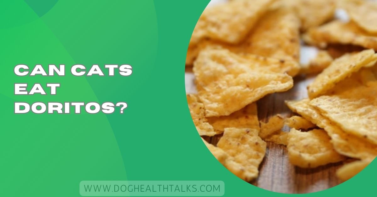 Can Cats Eat Doritos?