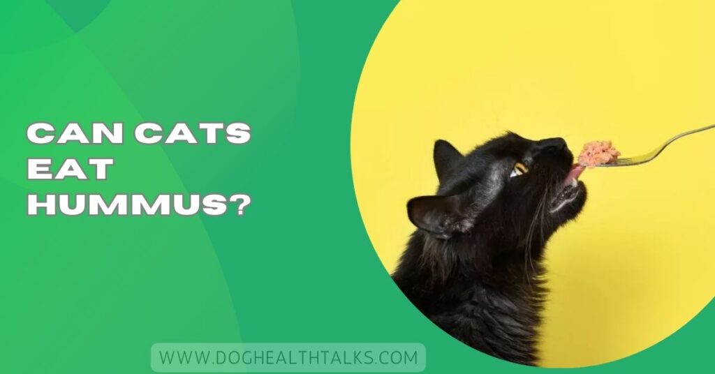 Can Cats Eat Hummus?