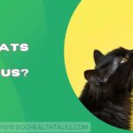 Can Cats Eat Hummus?