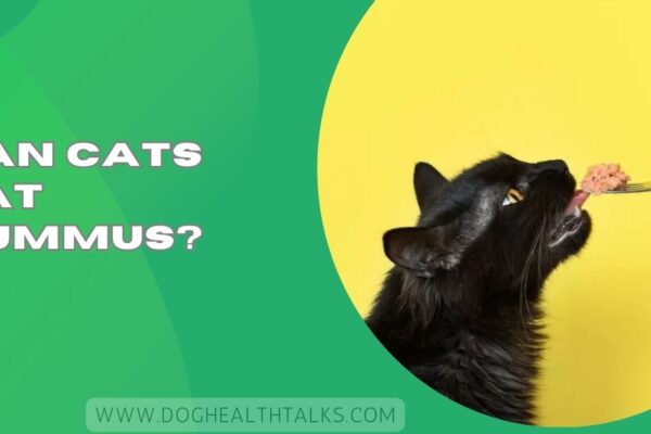 Can Cats Eat Hummus?