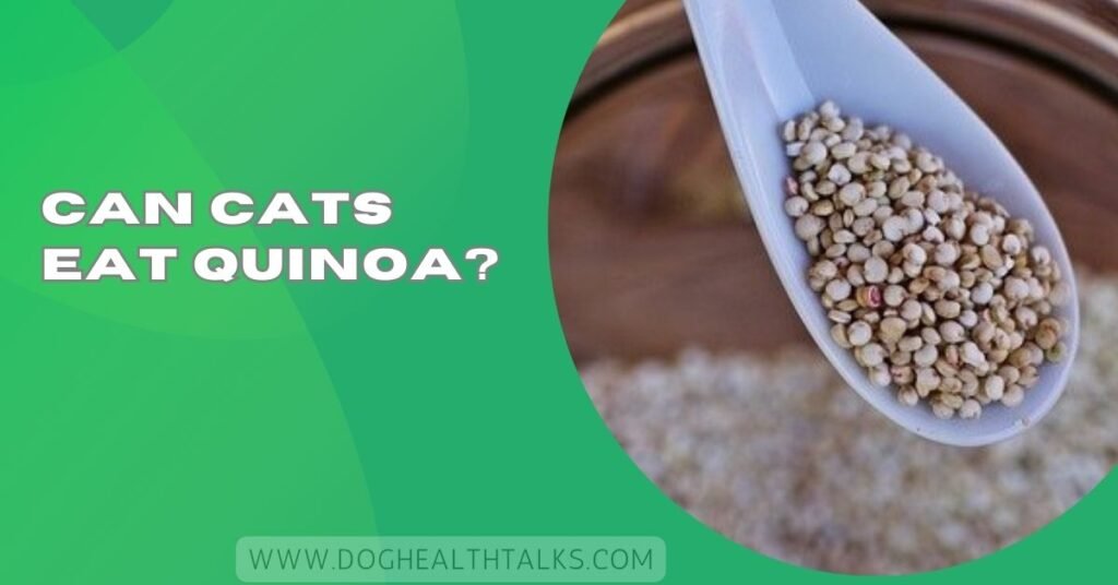 Can Cats Eat Quinoa?