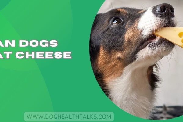 Can Dogs Eat Cheese​
