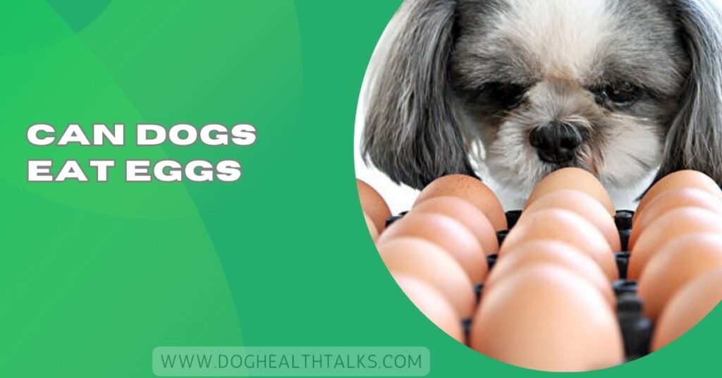 Can Dogs Eat Eggs