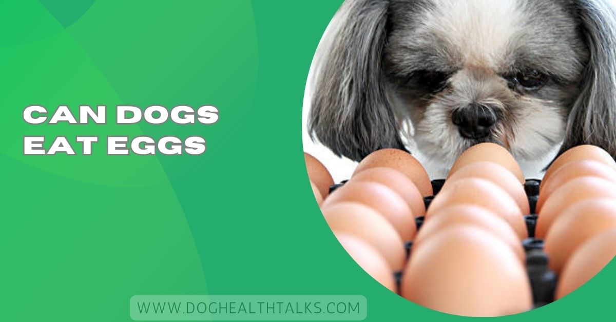Can Dogs Eat Eggs