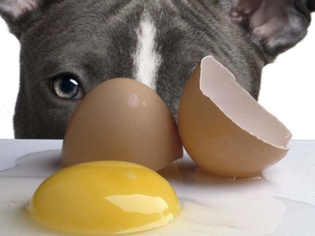 Can Dogs Eat Raw Eggs or Cooked Eggs?