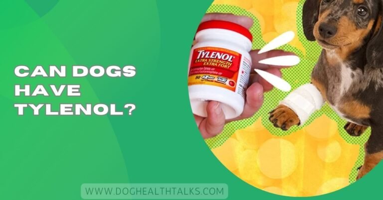 Can Dogs Have Tylenol?