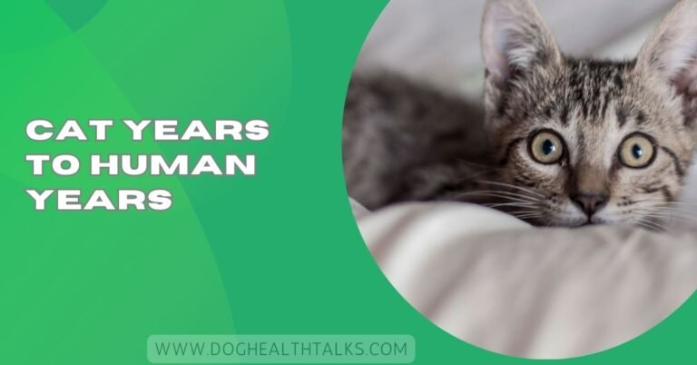 Cat Years To Human Years