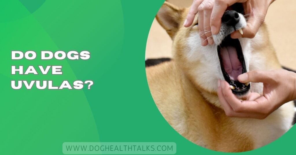 Do Dogs Have Uvulas?