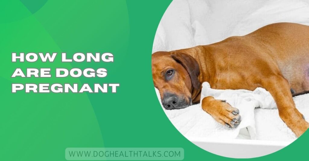 How Long Are Dogs Pregnant​
