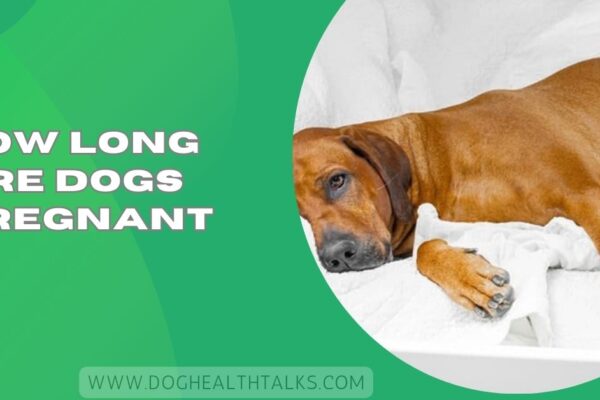 How Long Are Dogs Pregnant​