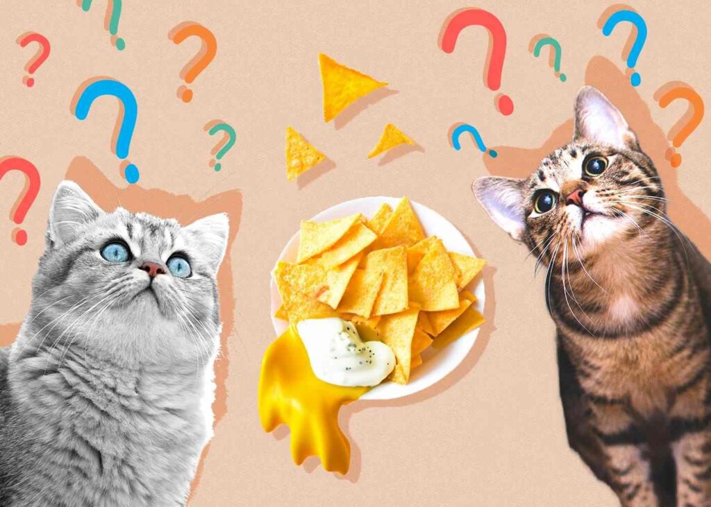 Is It Safe for Cats to Eat Doritos?