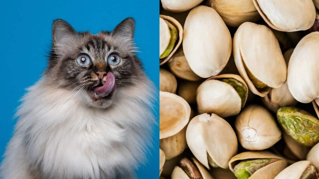 Substitute Of Pistachio Ice Cream For Cats