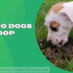 Why Do Dogs Eat Poop