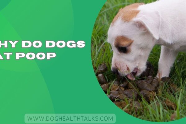 Why Do Dogs Eat Poop